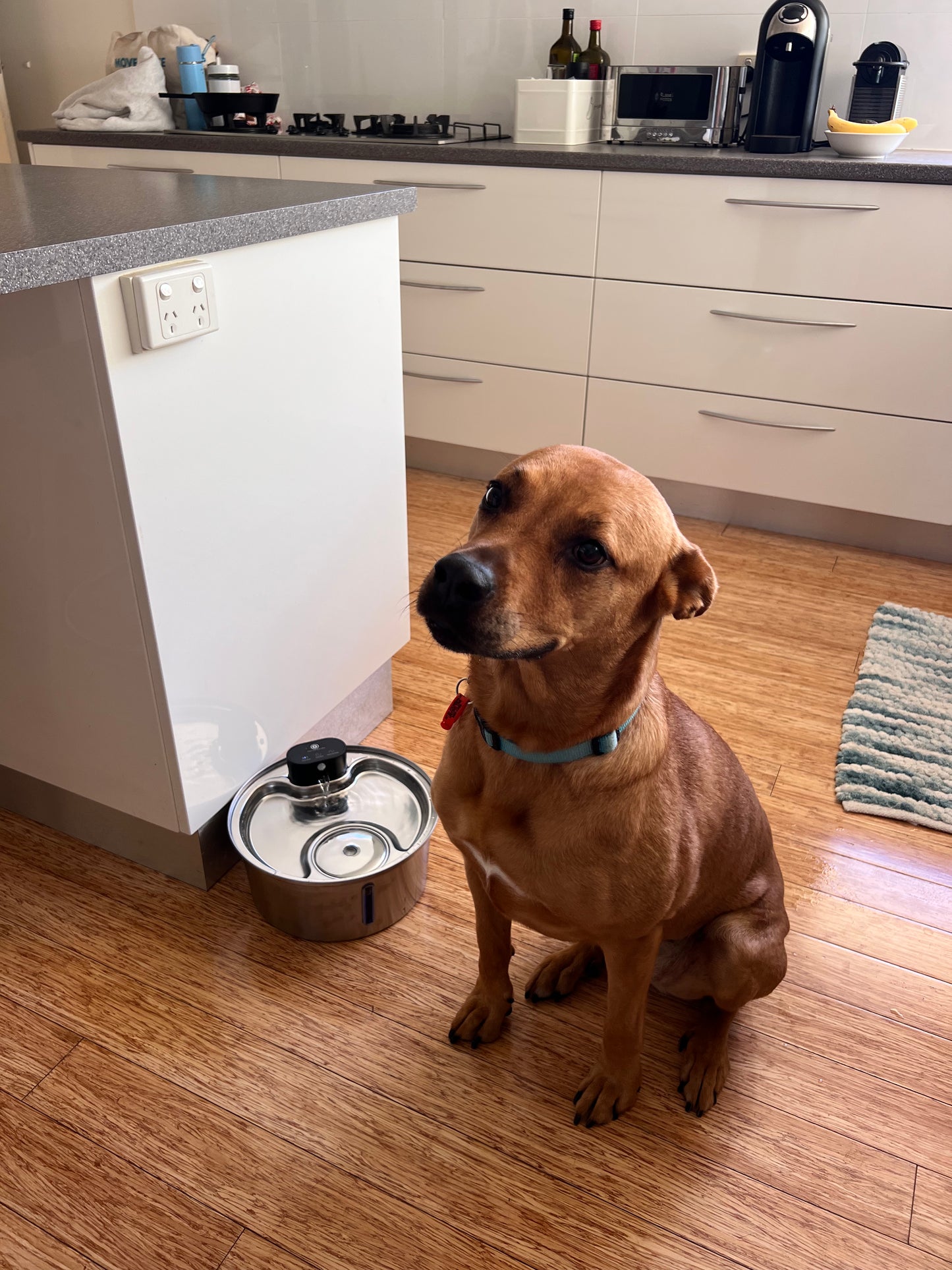 PurePup™ Water Bowl