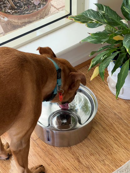 PurePup™ Water Bowl